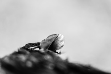 black feather from an angel's wing,