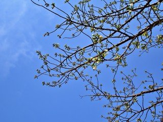 The white sakura tree with blue background which start blooming in early spring of Osaka, Japan