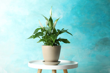 Spathiphyllum plant in pot on table near color wall. Home decor
