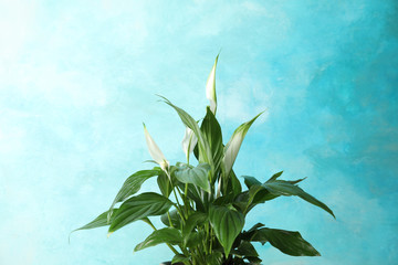 Fototapeta na wymiar Beautiful spathiphyllum plant against color background. Home decor
