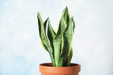 Beautiful potted sansevieria plant on light background. Home decor