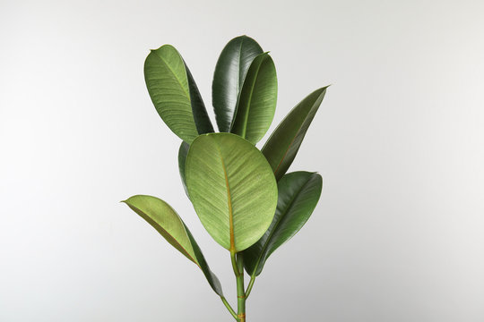 Beautiful Rubber Plant On White Background. Home Decor