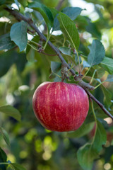 Una manzana roja en el árbol