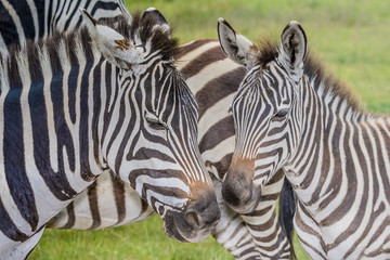 Fototapeta na wymiar Close up group of zebras