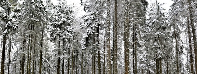 landscape in winter forest