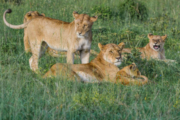Family of lions with lioness and cubs