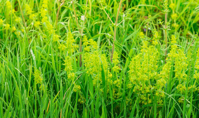 Blütenpflanze, Gewimpertes Kreuzlabkraut, Cruciata laevipes, Gewöhnliches Kreuzlabkraut, Biotop mit Gras