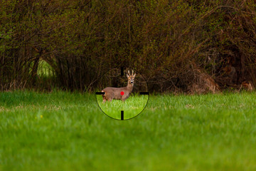 Rehbock in der Schusszeit im Fadenkreuz