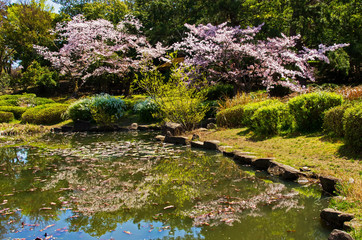 大阪服部緑地・日本庭園の桜