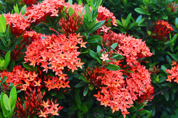 red spike flower or king Ixora blooming (Ixora chinensis)