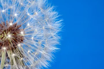 Rolgordijnen Dandelion Seed Head Blowball Close Up on Blue Abstract Background  © squeebcreative