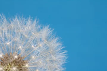 Fototapeten Löwenzahn-Samen-Kopf-Blowball-Nahaufnahme auf blauem abstraktem Hintergrund © squeebcreative