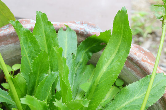 close up of culantro in pot