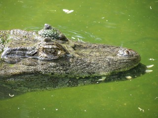 Crocodilo
