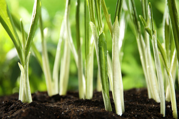 Fresh wild garlic or ramson growing in garden, closeup