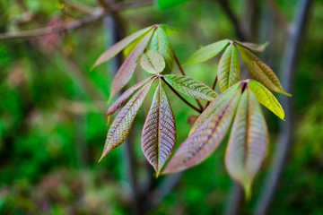 Bottlebrush buckeye (Aesculus parviflora) close up of green and pink leaves.