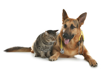 Cat and dog with stethoscope as veterinarian on white background