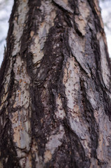 European Larch (larix decidua) bark. close up.