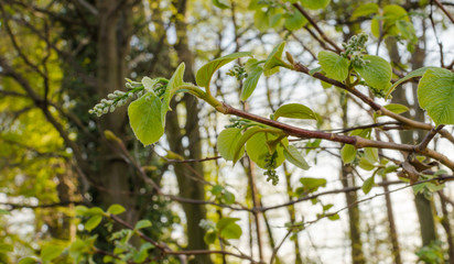 FRAGRANT SNOWBELL (Styrax obassia) branch with buds.