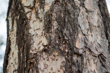 European Larch (larix decidua) bark. close up.