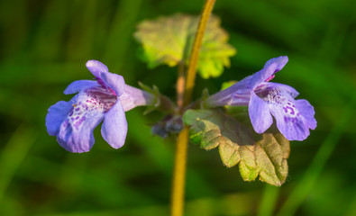 Blütenpflanze, Purpurrote Taubnessel,  Lamium purpureum, Taubnessel Zwei Blüten Makro