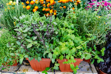 herbs and vegetables in the pots
