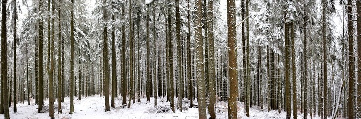 landscape in winter forest