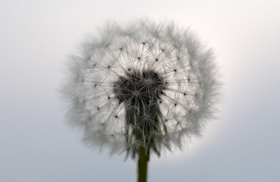 Closeup image of white dandelion. Dandelion seeds in macro photo. Nature photography concept.