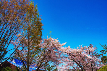 大阪豊中・服部緑地の桜