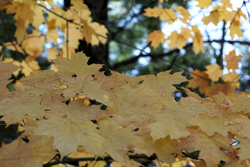 macro of autumn leaves