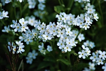 Fleurs