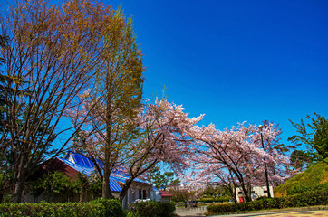 Naklejka premium 大阪豊中・服部緑地の桜
