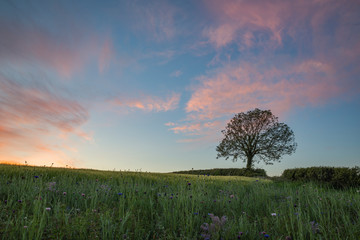 Tree in fields at sunset with beautiful pastel colours in the sky, Cornwall, UK