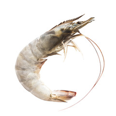 fresh shrimp isolated on white