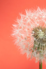 Dandelion Seed Head Blowball Close Up on Pink Red Abstract Background 