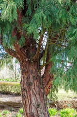 Fototapeta premium CALOCEDRUS decurrens (TORREY) FLORIN, Calocedrus , Incense Cedar. Tree in the botany in Niemcza, Poland.