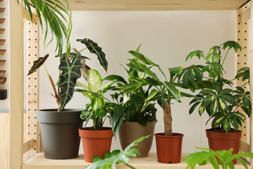 Different home plants on wooden shelf near light wall