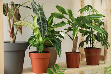 Different home plants on wooden shelf near light wall