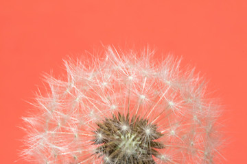 Dandelion Seed Head Blowball Close Up on Pink Red Abstract Background 
