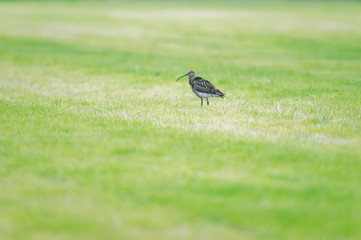 Eurasian curlew in fresh mowed meadow in spring.
