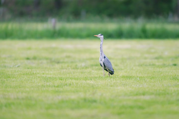 Grey heron in fresh mowed meadow in spring.