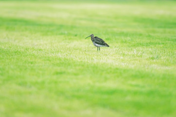 Eurasian curlew in fresh mowed meadow in spring.