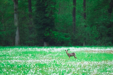 Obraz na płótnie Canvas Roe deer doe in forest meadow with faded dandelions.