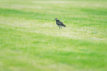 Eurasian curlew in fresh mowed meadow in spring.