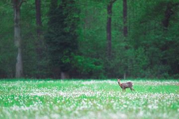Roe deer doe in forest meadow with faded dandelions.