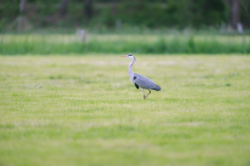 Grey heron in fresh mowed meadow in spring.