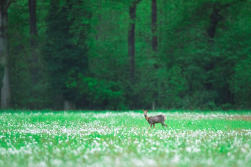 Roe deer doe in forest meadow with faded dandelions.