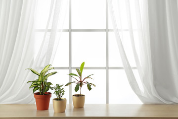 Different plants in pots on window sill, space for text. Home decor