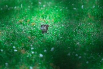 Hare in meadow at dusk.
