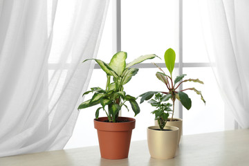 Different plants in pots on window sill. Home decor